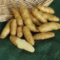 Vegetable Seeds,Garden seeds, Seeds For Planting,Plant Seeds