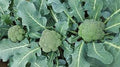 Vegetable Seeds,Garden seeds, Seeds For Planting,Plant Seeds
