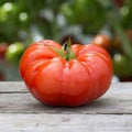 Vegetable Seeds,Garden seeds, Seeds For Planting,Plant Seeds