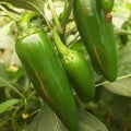 Vegetable Seeds,Garden seeds, Seeds For Planting,Plant Seeds
