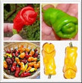 Vegetable Seeds,Garden seeds, Seeds For Planting,Plant Seeds