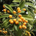 Fruit Seeds,Garden seeds, Seeds For Planting,Plant Seeds