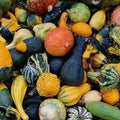 Vegetable Seeds,Garden seeds, Seeds For Planting,Plant Seeds