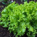 Vegetable Seeds,Garden seeds, Seeds For Planting,Plant Seeds