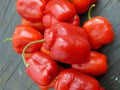 Vegetable Seeds,Garden seeds, Seeds For Planting,Plant Seeds