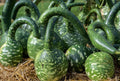 Vegetable Seeds,Garden seeds, Seeds For Planting,Plant Seeds