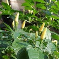 Vegetable Seeds,Garden seeds, Seeds For Planting,Plant Seeds