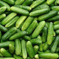 Vegetable Seeds,Garden seeds, Seeds For Planting,Plant Seeds
