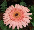 Flower Seeds, Seeds,Seeds For Planting,Plant Seeds