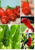 Vegetable Seeds,Garden seeds, Seeds For Planting,Plant Seeds