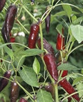 Vegetable Seeds,Garden seeds, Seeds For Planting,Plant Seeds