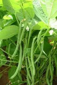 Vegetable Seeds,Garden seeds, Seeds For Planting,Plant Seeds