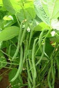 Vegetable Seeds,Garden seeds, Seeds For Planting,Plant Seeds