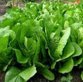 Vegetable Seeds,Garden seeds, Seeds For Planting,Plant Seeds