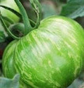 Vegetable Seeds,Garden seeds, Seeds For Planting,Plant Seeds