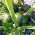 Vegetable Seeds,Garden seeds, Seeds For Planting,Plant Seeds