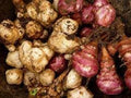 Vegetable Seeds,Garden seeds, Seeds For Planting,Plant Seeds