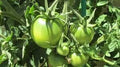 Vegetable Seeds,Garden seeds, Seeds For Planting,Plant Seeds