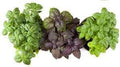 Herb Seeds,Garden seeds, Seeds For Planting,Plant Seeds