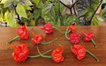 Vegetable Seeds,Garden seeds, Seeds For Planting,Plant Seeds