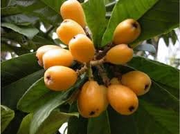 Fruit Seeds,Garden seeds, Seeds For Planting,Plant Seeds