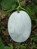 Vegetable Seeds,Garden seeds, Seeds For Planting,Plant Seeds