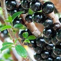Flower Seeds, Seeds,Seeds For Planting,Plant Seeds