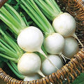 Vegetable Seeds,Garden seeds, Seeds For Planting,Plant Seeds