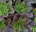 Vegetable Seeds,Garden seeds, Seeds For Planting,Plant Seeds