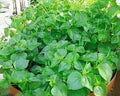 Flower Seeds, Seeds,Seeds For Planting,Plant Seeds