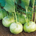 Vegetable Seeds,Garden seeds, Seeds For Planting,Plant Seeds