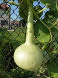 Vegetable Seeds,Garden seeds, Seeds For Planting,Plant Seeds