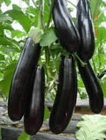 Vegetable Seeds,Garden seeds, Seeds For Planting,Plant Seeds