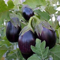 Vegetable Seeds,Garden seeds, Seeds For Planting,Plant Seeds