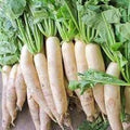 Vegetable Seeds,Garden seeds, Seeds For Planting,Plant Seeds