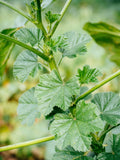 Vegetable Seeds,Garden seeds, Seeds For Planting,Plant Seeds