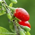 Vegetable Seeds,Garden seeds, Seeds For Planting,Plant Seeds