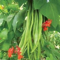 Vegetable Seeds,Garden seeds, Seeds For Planting,Plant Seeds