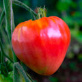 Vegetable Seeds,Garden seeds, Seeds For Planting,Plant Seeds