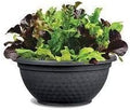 Vegetable Seeds,Garden seeds, Seeds For Planting,Plant Seeds