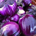 Vegetable Seeds,Garden seeds, Seeds For Planting,Plant Seeds