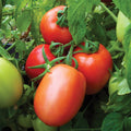Vegetable Seeds,Garden seeds, Seeds For Planting,Plant Seeds
