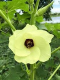 Vegetable Seeds,Garden seeds, Seeds For Planting,Plant Seeds