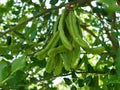 Vegetable Seeds,Garden seeds, Seeds For Planting,Plant Seeds