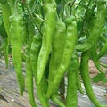 Vegetable Seeds,Garden seeds, Seeds For Planting,Plant Seeds