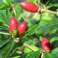 Fruit Seeds,Garden seeds, Seeds For Planting,Plant Seeds