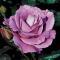 Flower Seeds, Seeds,Seeds For Planting,Plant Seeds