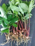 Flower Seeds, Seeds,Seeds For Planting,Plant Seeds