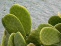 Fruit Seeds,Garden seeds, Seeds For Planting,Plant Seeds