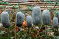 Vegetable Seeds,Garden seeds, Seeds For Planting,Plant Seeds